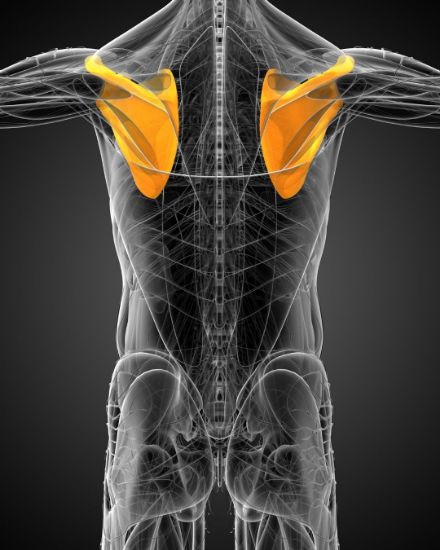 Scapula MR resmi